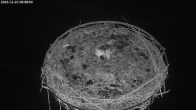 Storchennest Moormerland
