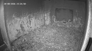Wanderfalken Hohenkammer #1