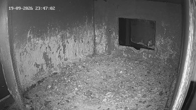 Wanderfalken Hohenkammer #1