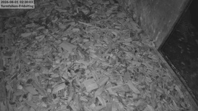 Turmfalken Fridolfing