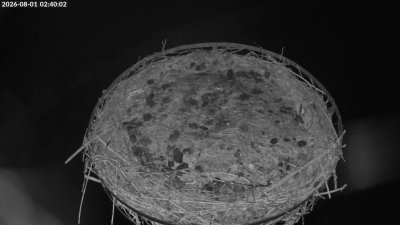 Storchennest Moormerland