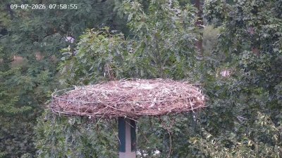 Storchennest Kleinostheim