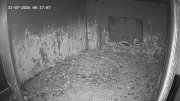 Wanderfalken Hohenkammer #1